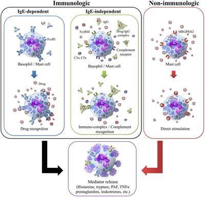 Epidemiology, Mechanisms, and Diagnosis of Drug-Induced Anaphylaxis